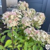 Hydrangea paniculata 'Panflora' - Aedhortensia 'Panflora' C2/2L